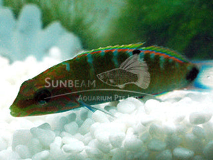 Lyretail wrasse Marine 5-10cm