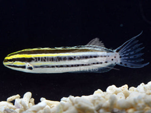 Yellow striped blenny Marine 5-10cm