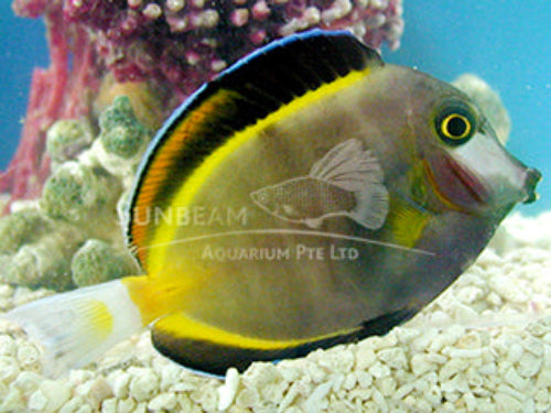 Powder blue Surgeon fish Marine 6cm