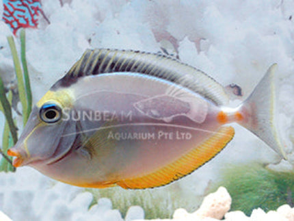 Lipstick tang Marine 6cm/ 10cm
