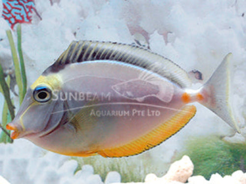 Lipstick tang Marine 6cm/ 10cm