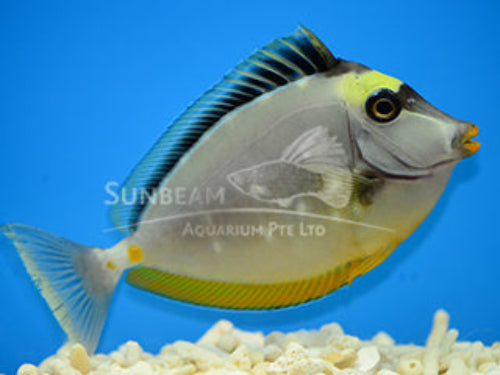Lipstick tang Marine 6cm/ 10cm