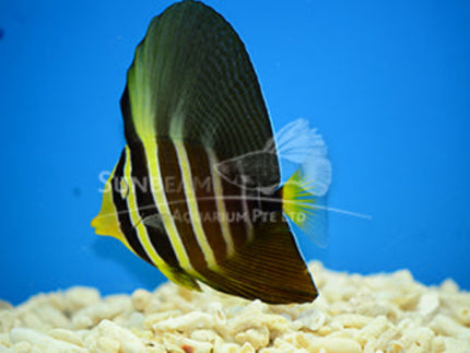 Pacific sailfin Tang Marine 5cm