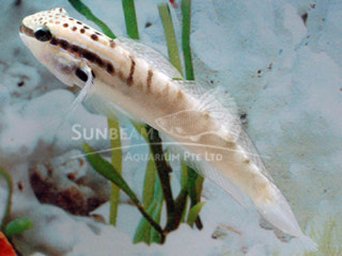 Banded goby Marine 4-8cm