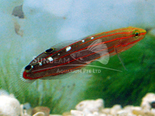 Orange-lined goby Marine 2-4cm