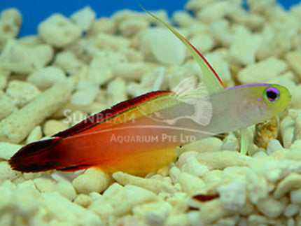 Ruby Red Goby Red fire goby Marine 4-6cm β Fishlist by Desmond Lim