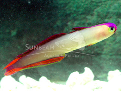 Purple fire goby Marine 4-6cm