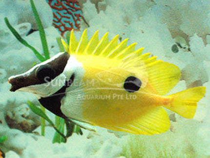 Yellow foxface Marine 6cm