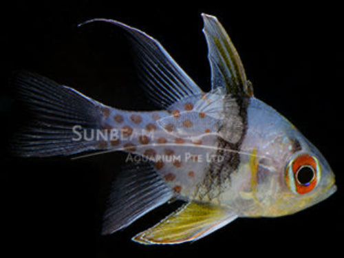 Polkadot cardinalfish Marine 3-7cm