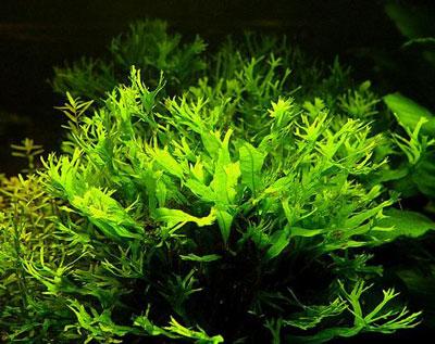 Lush Microsorium Pteropus Windelov Java Fern - Easy Care Aquarium Live Plant