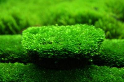 Lush Mini Phoenix Moss Fissidens Live Aquatic Plant Packet for Aquariums