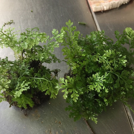 Mini Bolbitis Live Aquatic Plant for Easy Midground Aquarium Decor