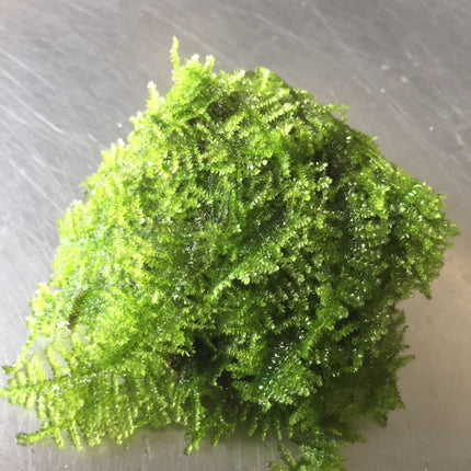 Live Christmas Moss on Natural Rocks – Easy Care Aquarium Plant Decor