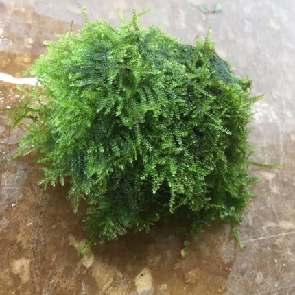 Live Christmas Moss on Natural Rocks – Easy Care Aquarium Plant Decor