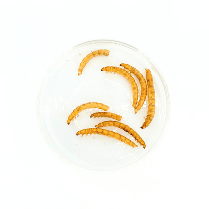 Nature Grains Microwave Dried Mealworms: High-Protein Pet Treats for Fish & Small Animals