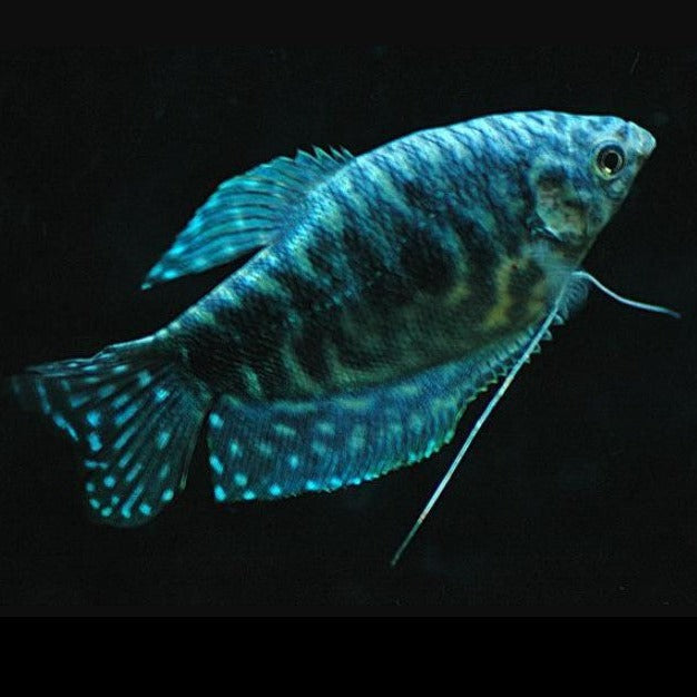 Opaline Gourami 4-5cm