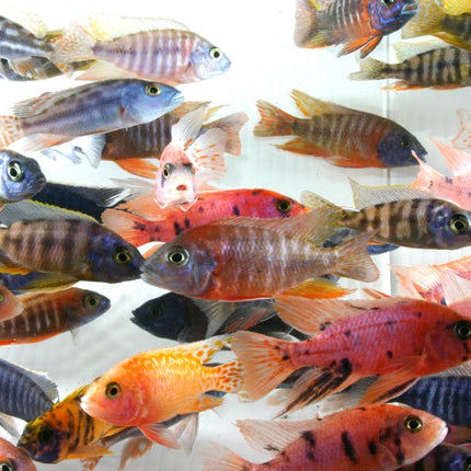 Assorted Peacock Cichlid 2", 4"