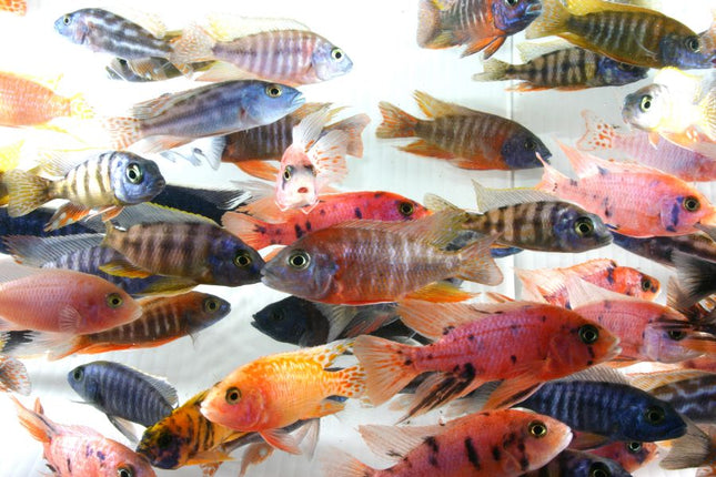 Assorted Peacock Cichlid 2", 4"