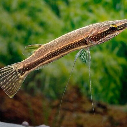 Peppermint pikehead 6-7cm