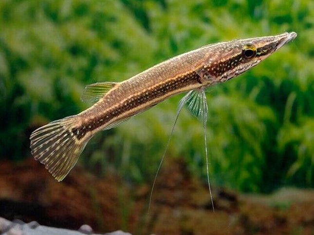 Peppermint pikehead 6-7cm
