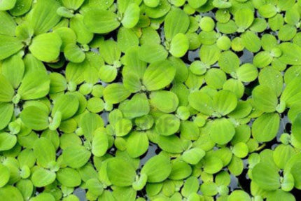 Pista stratiotes (Water Lettuce) - Live Floating Aquarium Plant