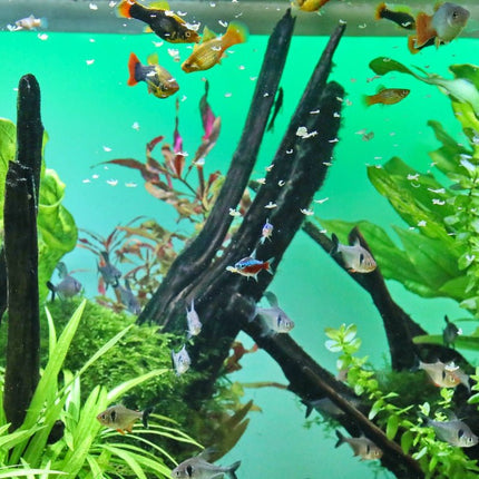 JBL ProNovo Bel Flakes M: Premium Daily Fish Food for Vibrant Aquarium Life