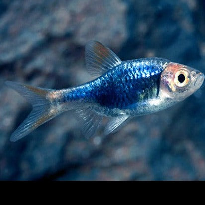 Purple harlequin rasbora 1.5-2cm