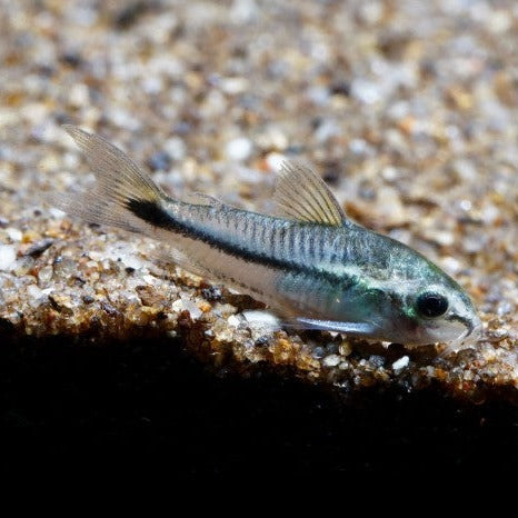 Pygmy Corydoras 1cm