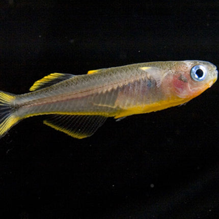 Forktail rainbow 2cm