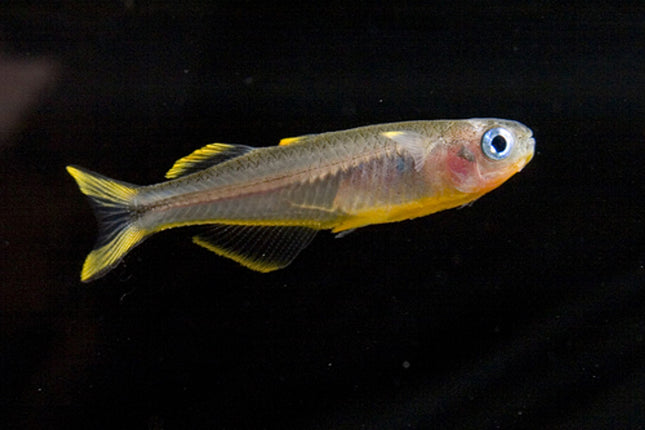 Forktail rainbow 2cm