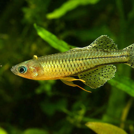 Spotted Furcata Rainbowfish 2cm
