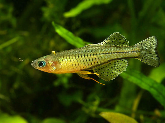 Spotted Furcata Rainbowfish 2cm
