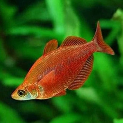 Red Rainbow 5cm