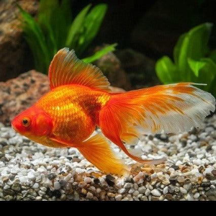 Red Ryukin Goldfish