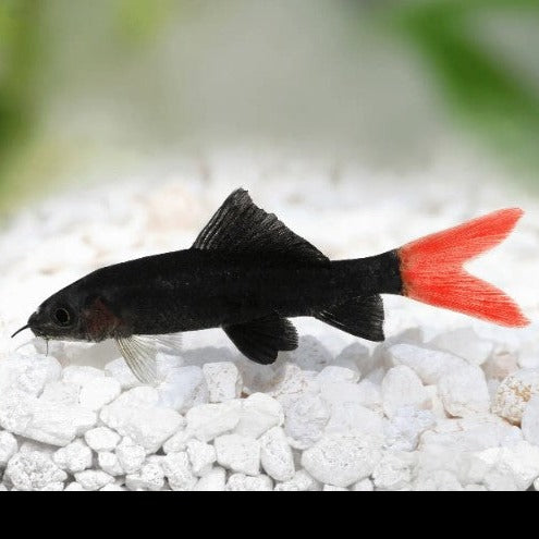 Red Tail Black Shark 5cm