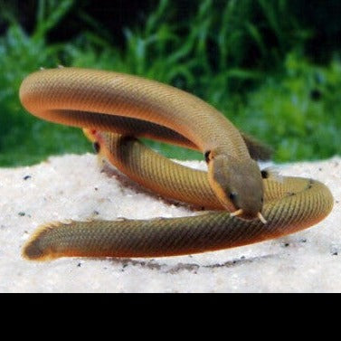 Reed Fish 20cm – Fishlist by Desmond Lim