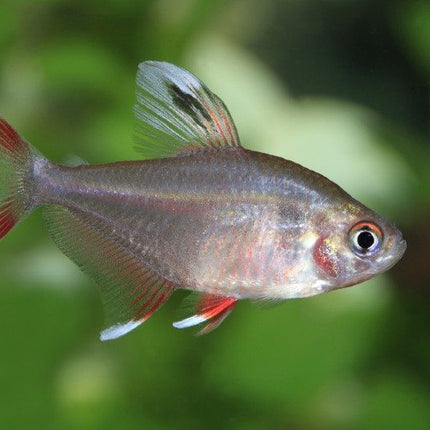 Rosy tetra 3cm