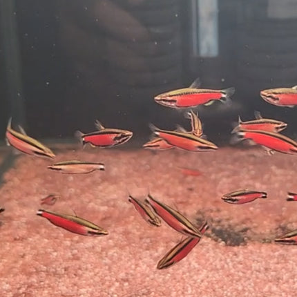Red Pencil "Cenepa" 3cm