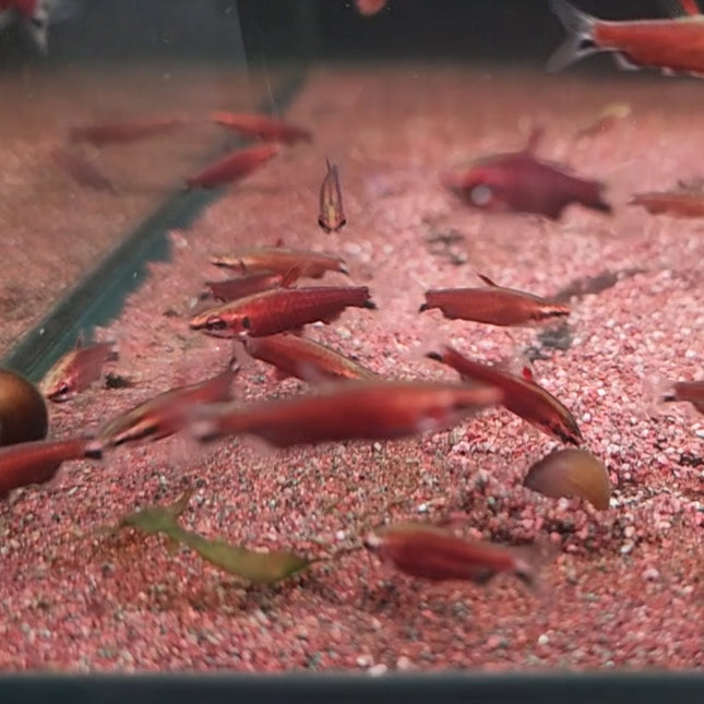Red pencil "Amaya" 3cm