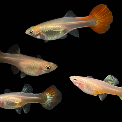 Assorted Guppy 3cm