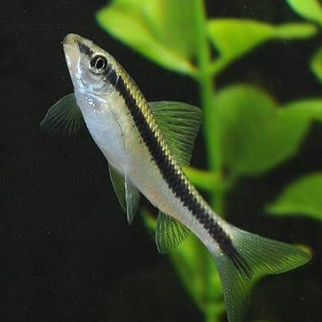 Siamese Algae Eater 3cm