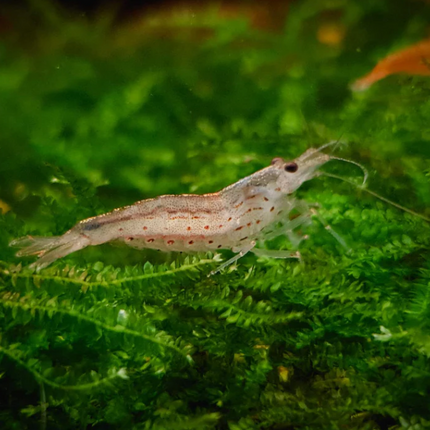 Yamato shrimp 2.5cm
