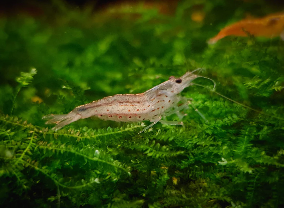 Yamato shrimp 2.5cm