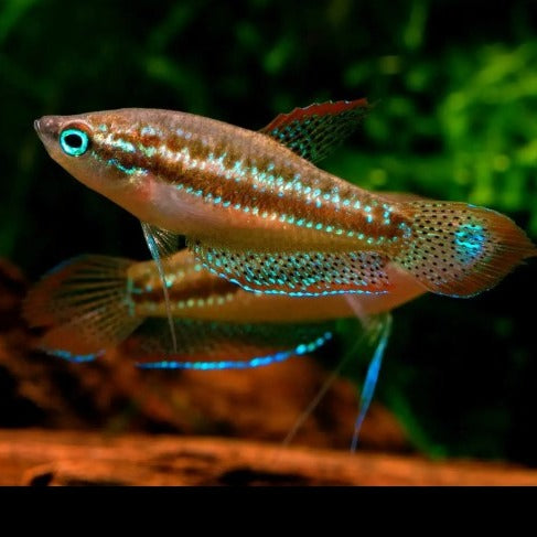 Sparkling Gourami 2cm