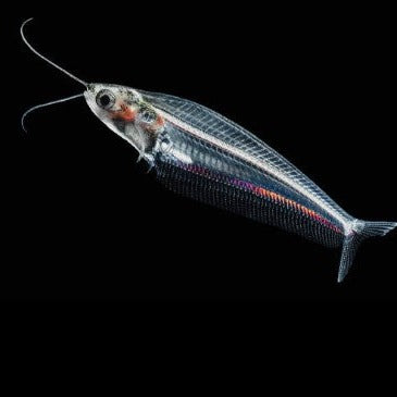 Thai Glass Catfish 4cm