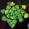 Floating Water Chestnut Aquatic Plant - Easy Care Live Aquarium Pond Decor