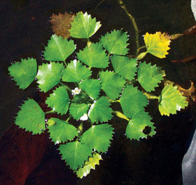 Trapa natans - Live Floating Aquarium Plant