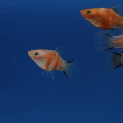 Red tiger Comet platy 3cm