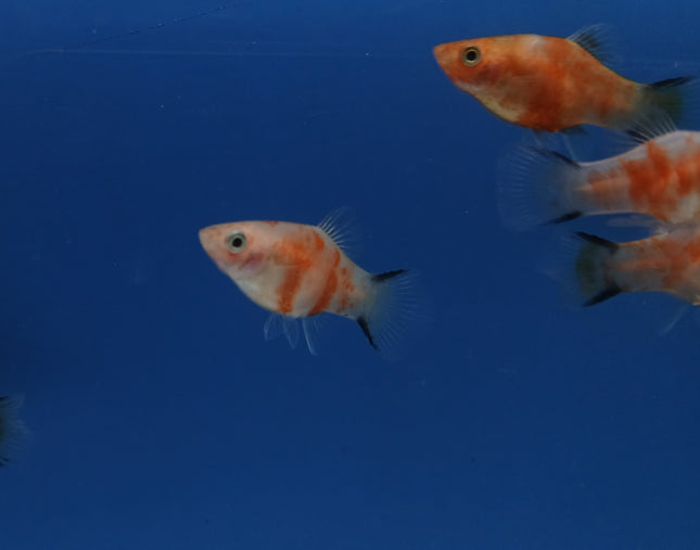 Red tiger Comet platy 3cm