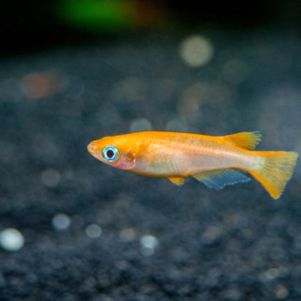 Red ricefish 2cm